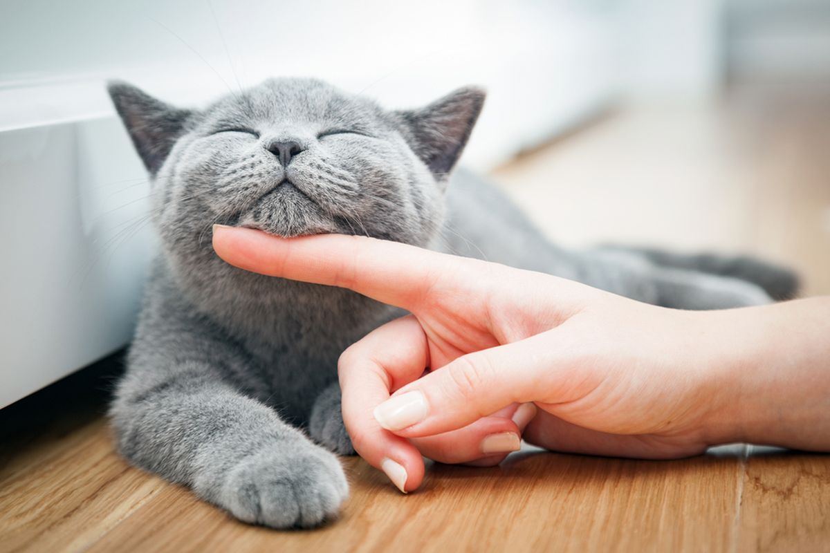 Berbicara dengan Kucing: Cara Memahami dan Menanggapi Bahasa Kucing