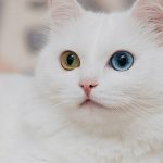 Keunikan dan Fakta Menarik tentang Kucing yang Belum Banyak Diketahui