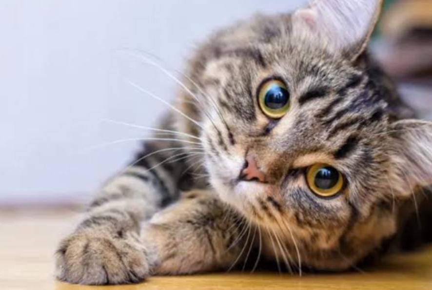 Keunikan dan Fakta Menarik tentang Kucing yang Belum Banyak Diketahui Part 2