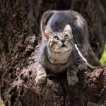 Kucing Jalanan Tantangan dan Upaya untuk Meningkatkan Kesejahteraan Mereka