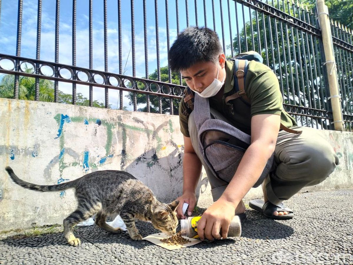 Kucing Jalanan: Tantangan dan Upaya untuk Meningkatkan Kesejahteraan Mereka Part 2