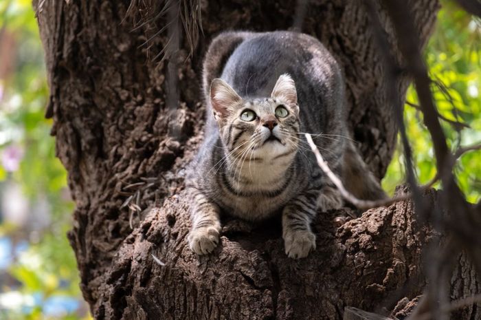 Kucing Jalanan: Tantangan dan Upaya untuk Meningkatkan Kesejahteraan Mereka