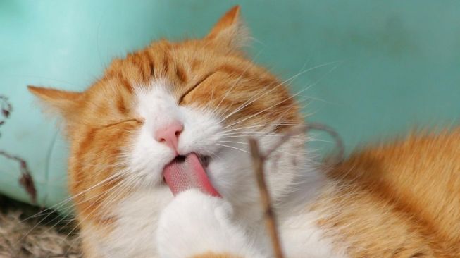 Panduan Lengkap Merawat Kucing Peliharaan Anda dengan Baik Part 2