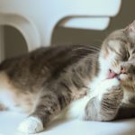 Peran Kucing dalam Kehidupan Manusia Dari Mitos Hingga Teman Sejati