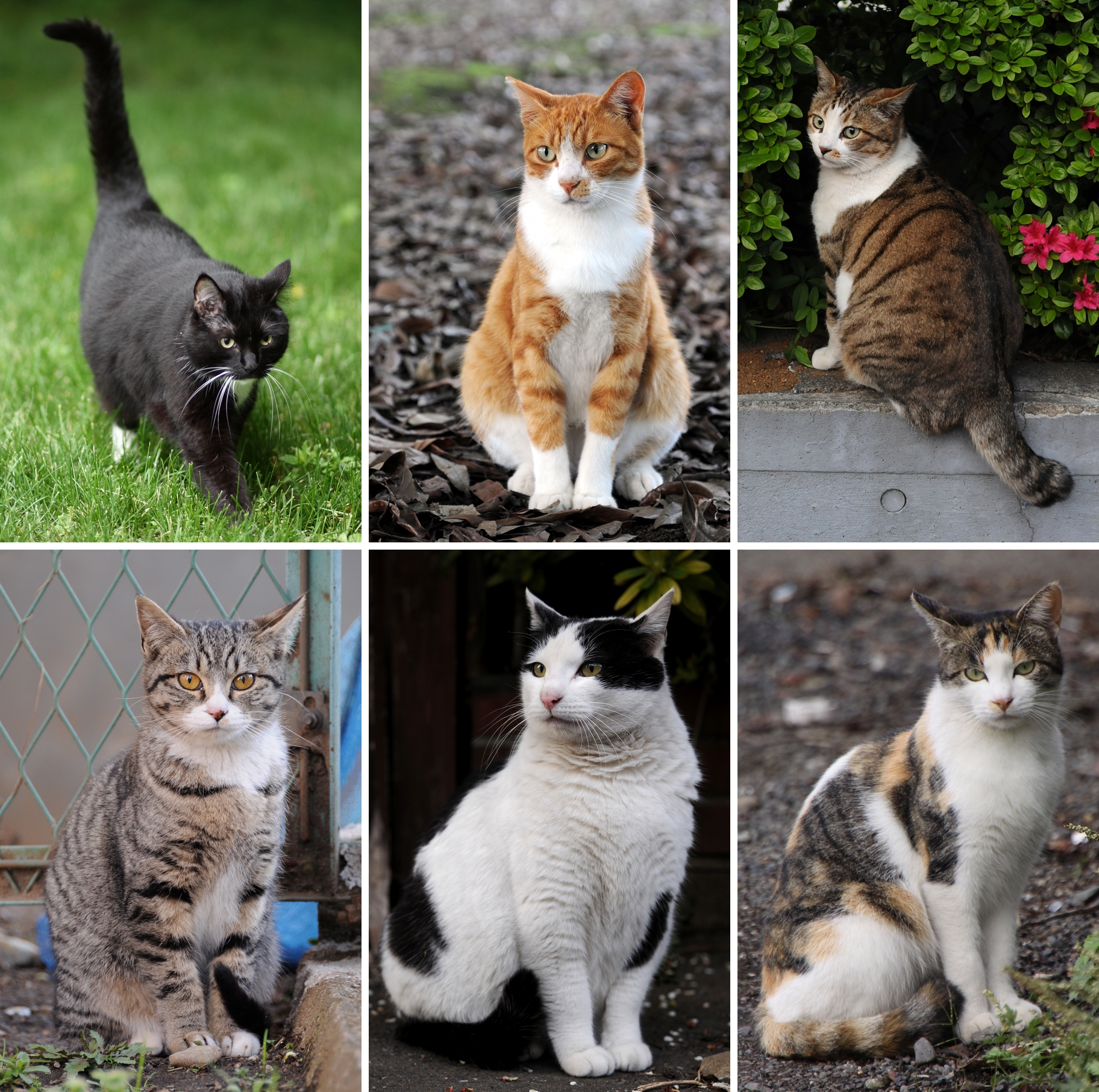 Jenis-jenis Kucing: Panduan Mengenal Ras Kucing di Dunia